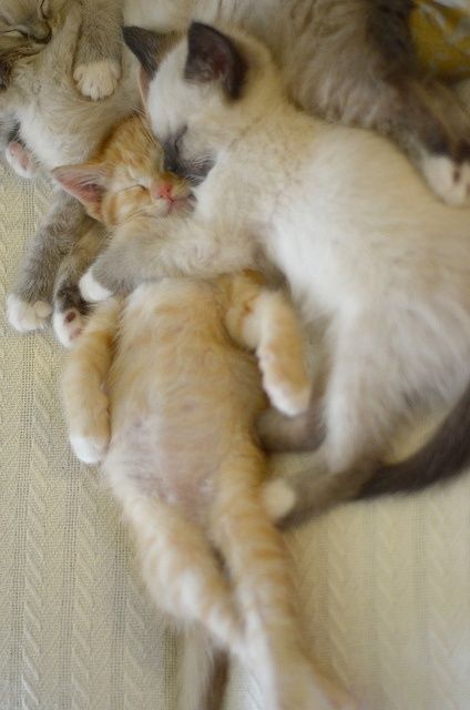 cat 54746951691586768