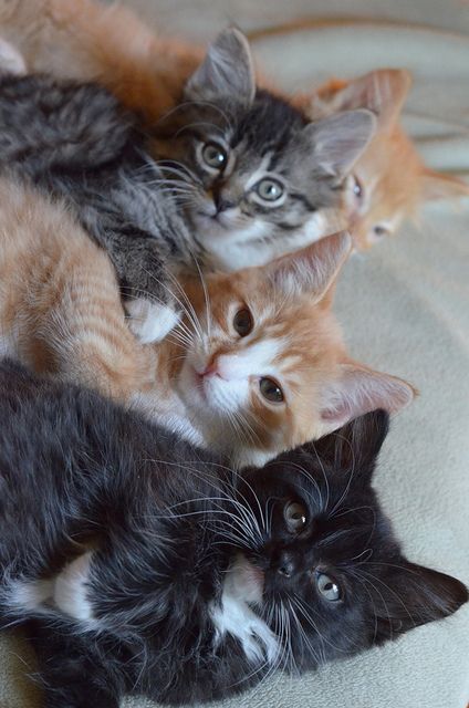 The Itty Bitty Kitty Committee 54746951691241178