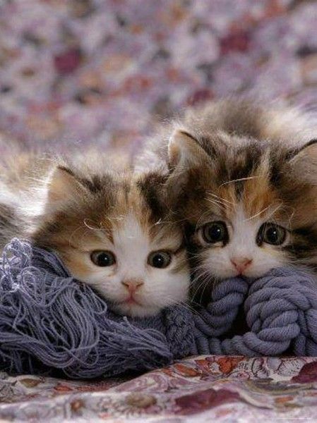 Calico Cuties 54746951691423402
