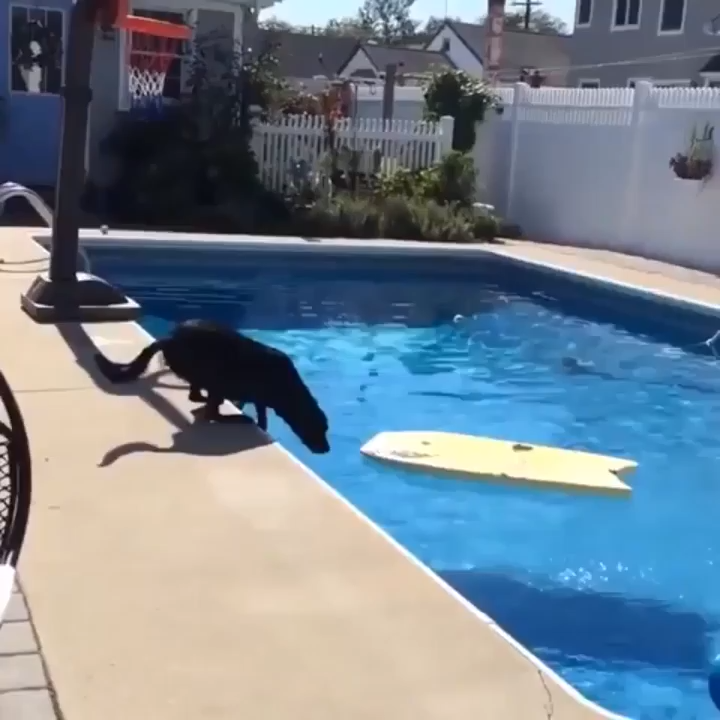 I Want My Ball But I'm Not Getting Wet 🎾🐕🏄‍♂️ 58406126406401854