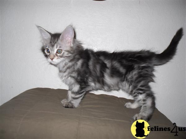 Maine Coon kitten 54746951690290718