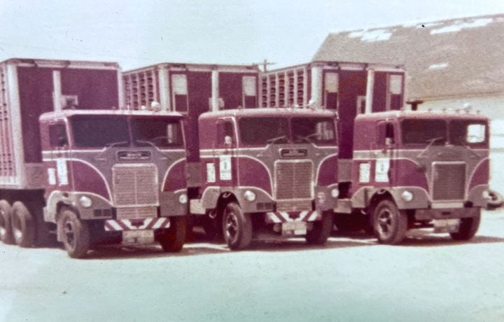 Schuetze Livestock-Transportation cabover trucks.