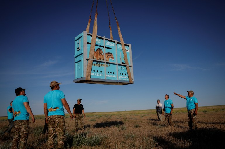 Kazakhstani rangers and zoo keepers unload a container containing a Przewalski's horse