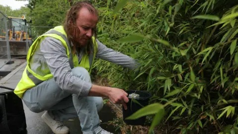 Getty Images A man hunts for invasive mosquitos in Paris near the Stade de France on 28 May