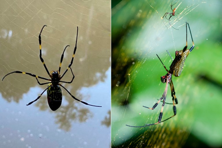 Joro spider (Left) | Golden Orb Weaver Spider (Right) [AFP/Getty Images]