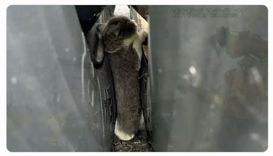 kitten caught between two truck tire wheels