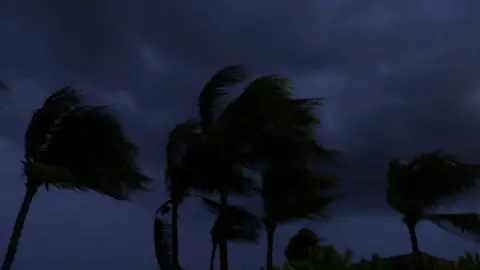 Reuters Palm trees blow on a Mexican beach