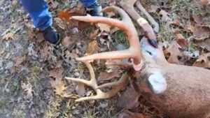 Truck driver cooking Deer meat for dinner on the road (truck driver life )