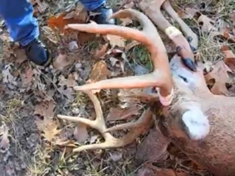 Truck driver cooking Deer meat for dinner on the road (truck driver life )