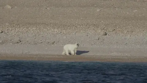 Northwest Passage Ocean Science Expedition A polar bear walks along the water's edge on Prince of Wales Island in northern Canada.