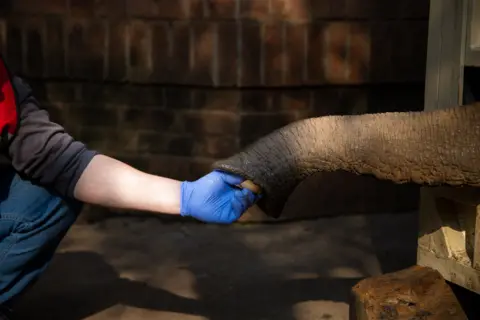 FOUR PAWS / EPA An elephant takes food offered to him from a man's hand.