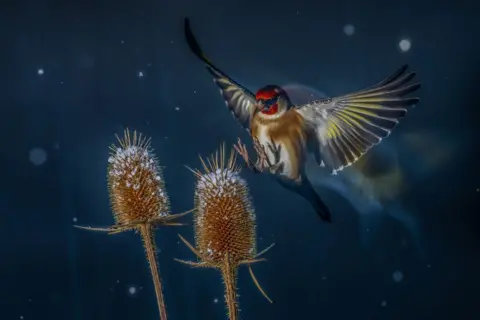 Nicolas Groffal/Bird Photographer of the Year European Goldfinch in flight