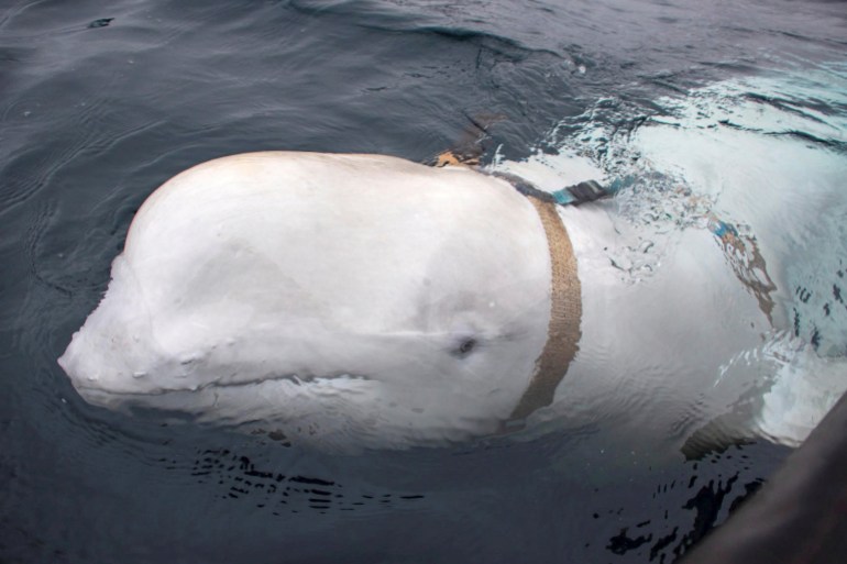 A close up of Hvaldimir. His body is white. There is a brown harness around his neck and a mount on top. He is swimming.