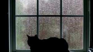 Cat Pov Rain 4 Relaxing,Sleep,Nap ≽ܫ≼ – YouTube