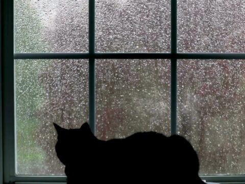 Cat Pov Rain 4 Relaxing,Sleep,Nap ≽ܫ≼ – YouTube