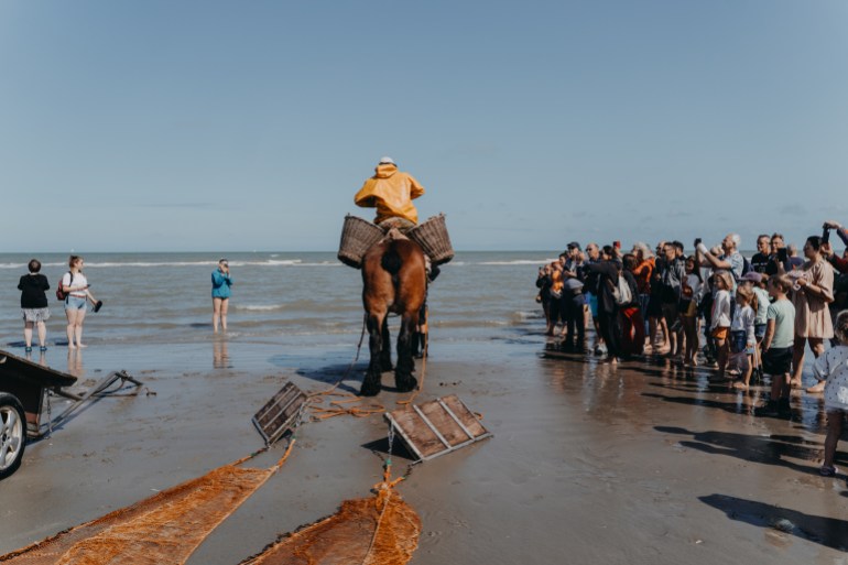 Horseback shrimp fishers attract crowds both from Belgium and abroad particularly during the summer season. Photo by Diana Takacsova.