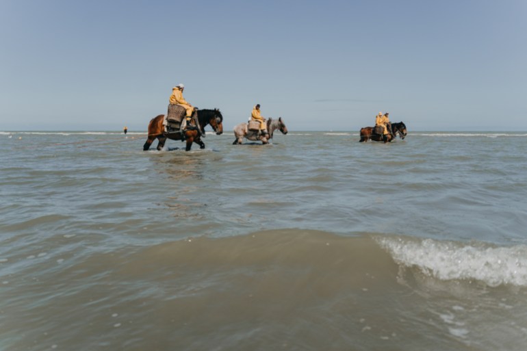 Horseback shrimp fishers braving the waters of the North Sea in July 2024. Photo by Diana Takacsova.