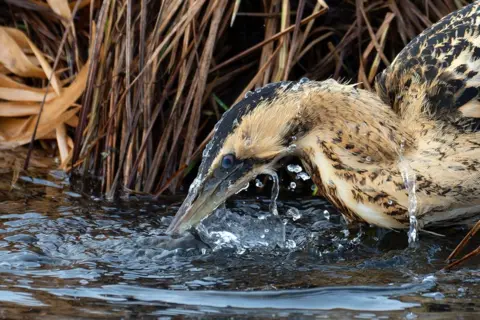 Julia Mendla/Bird Photographer of the Year Eurasian Bittern catching fish at Lake Federsee, Bad Buchau, Germany