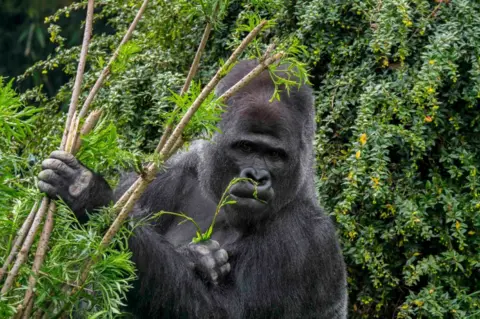 Getty Images Western lowland gorilla feeding on stems