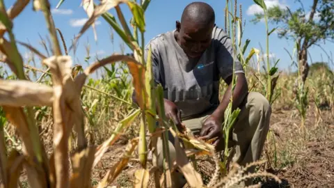 EPA Local farmer Kaunga Ngoma looks at his maize field affected by drought in Mazabuka, Southern Province, Zambia, 20 March 2024