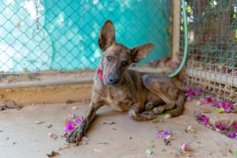 Cieco stayed at the Mashala shelter in Nabbatieh for two years, before the founder of the shelter, Houssein Hamza, decided to evacuate him to Beirut, as the situation in the south of Lebanon worsened.