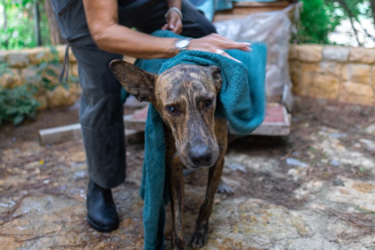 At Al Yarz Club, the shelter that received Cieco, Barbara volunteered to shower the dog, a few minutes before Israel dropped 900 kilos bombs on Dahye, the southern suburb of Beirut, on Friday, September 27, 2024. [Tamara Saade/Al Jazeera]