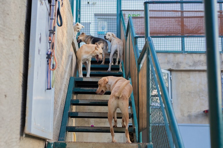 Cieco the blind dog had to be slowly introduced to the other dogs at the APC animal shelter in Baabde, Lebanon, near Beirut