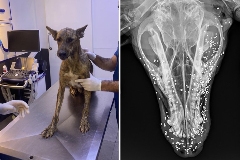 Cieco the blind dog still has pellets embedded in his head after being shot in the face and left to die. Composite photo showing him being checked at the vet alongside an x-ray of his head showing the pellets. In Lebanon