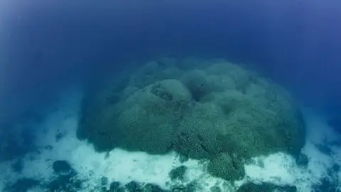 Manu San Felix, National Geographic Pristine Seas The coral is mostly brown but has more colours in some parts