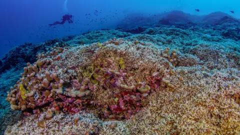 Manu San Felix, National Geographic Pristine Seas Divers from National Geographic Pristine Seas measure the world’s largest coral colony in the Solomon Islands