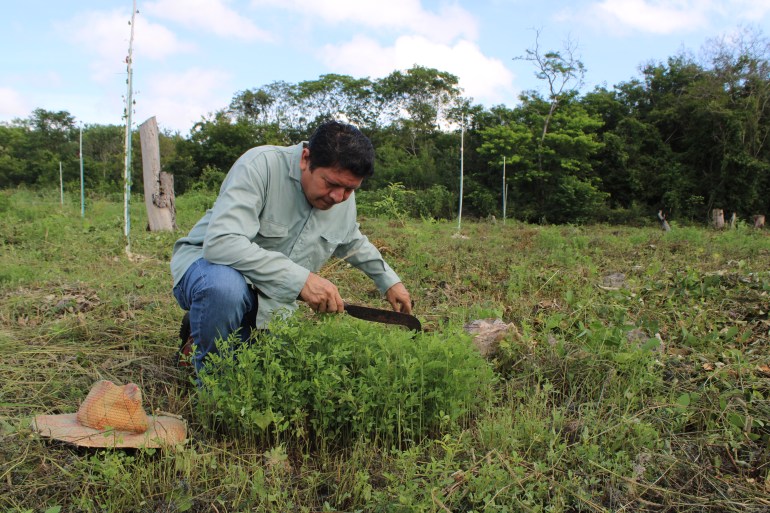 Luis May Ku, 49, crouches next to young indigo (Indigofera suffruticosa) plants or Ch’oj in Maya in his milpa (Maya farm) in Dzan, Yucatán, Mexico, on 9 September, 2024_-1731947984