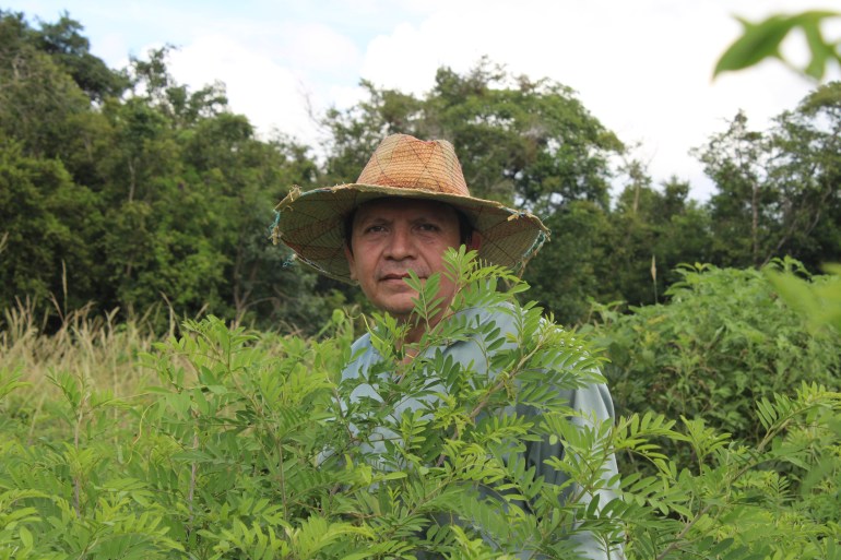 Luis May Ku, 49, poses next to fully-grown wild indigo (Indigofera suffruticosa) plants or Ch’oj in Maya, he discovered close to his milpa (Maya farm) in Dzan, Yucatán, Mexico, on 9 September, 2024_-1731950314