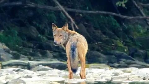 Jozef Fiala, Arolla Film, Slovakia Wolf in a river in Slovakia