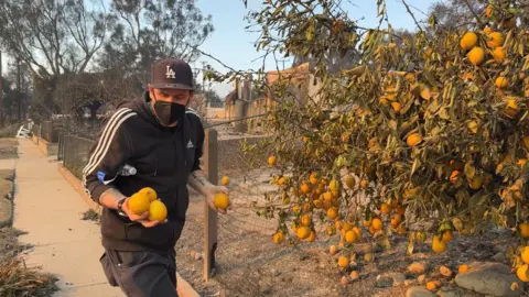 Daron collects lemons to replant